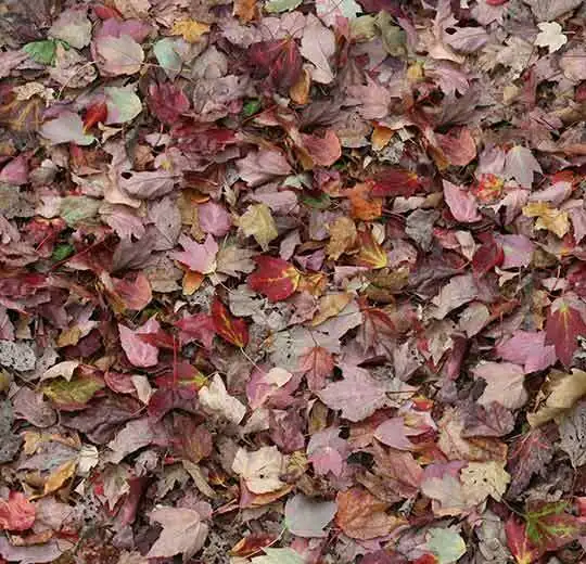 000532FR autumn leaves - red
