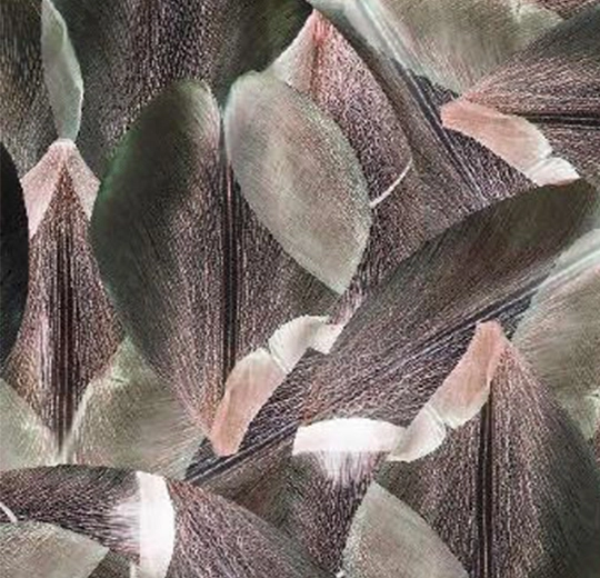 001587FR Tulip Field Red