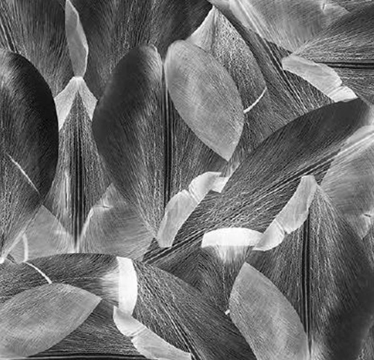 001588FR Tulip Field Grey