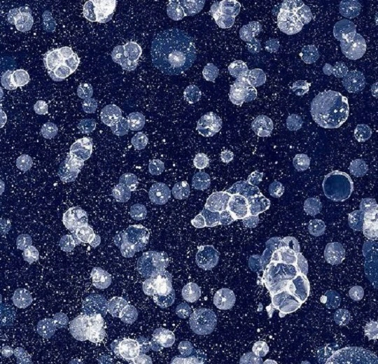 001593FR Starwalk Blue