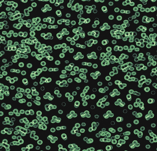 990102FR Bacteria