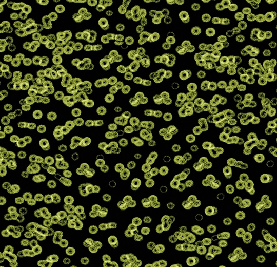 990103FR Bacteria