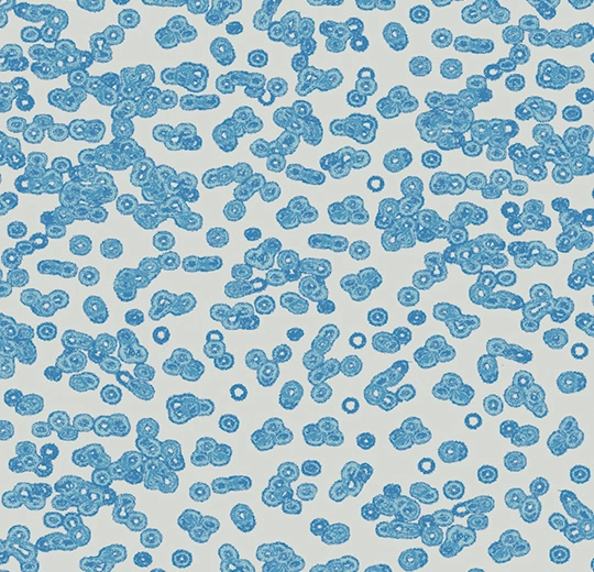 990202FR Bacteria