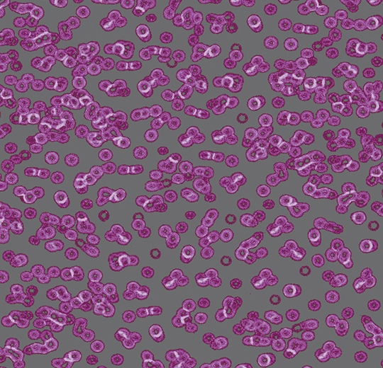 990301FR Bacteria