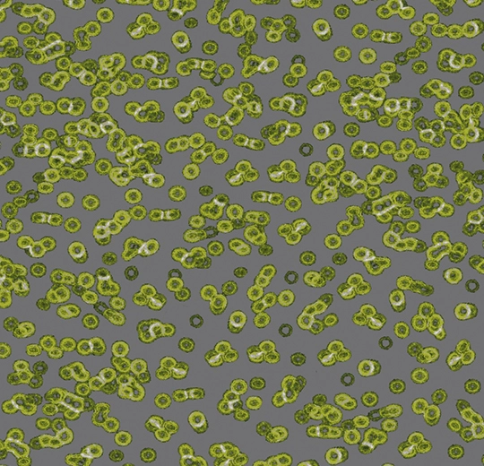 990302FR Bacteria