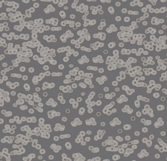 990304FR Bacteria