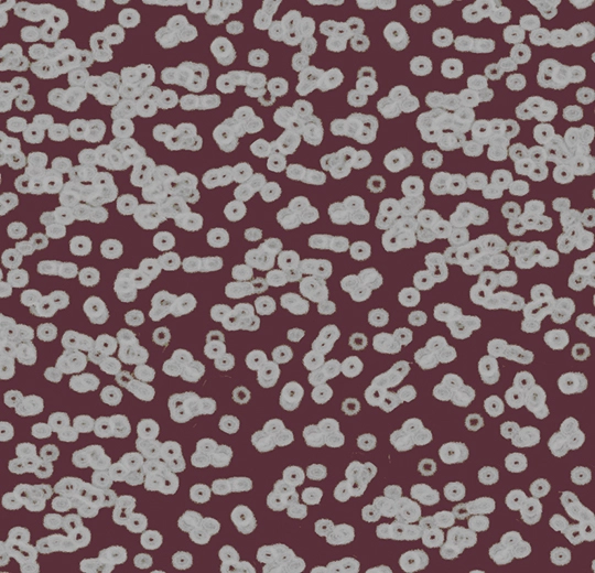 990402FR Bacteria