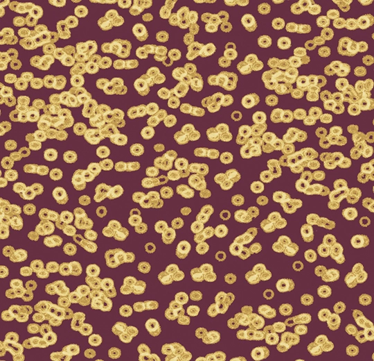 990501FR Bacteria
