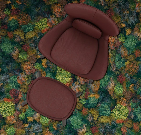 000691 Forest Canopy