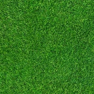 000369 grass
