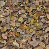 000509 autumn leaves - green