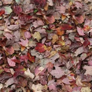 000532 autumn leaves - red