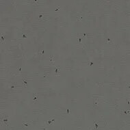 50215 ebony