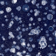 001593 Starwalk Blue