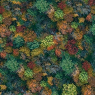 Flotex Elevate 000691 Forest Canopy