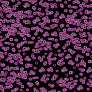 Flotex Sottsass